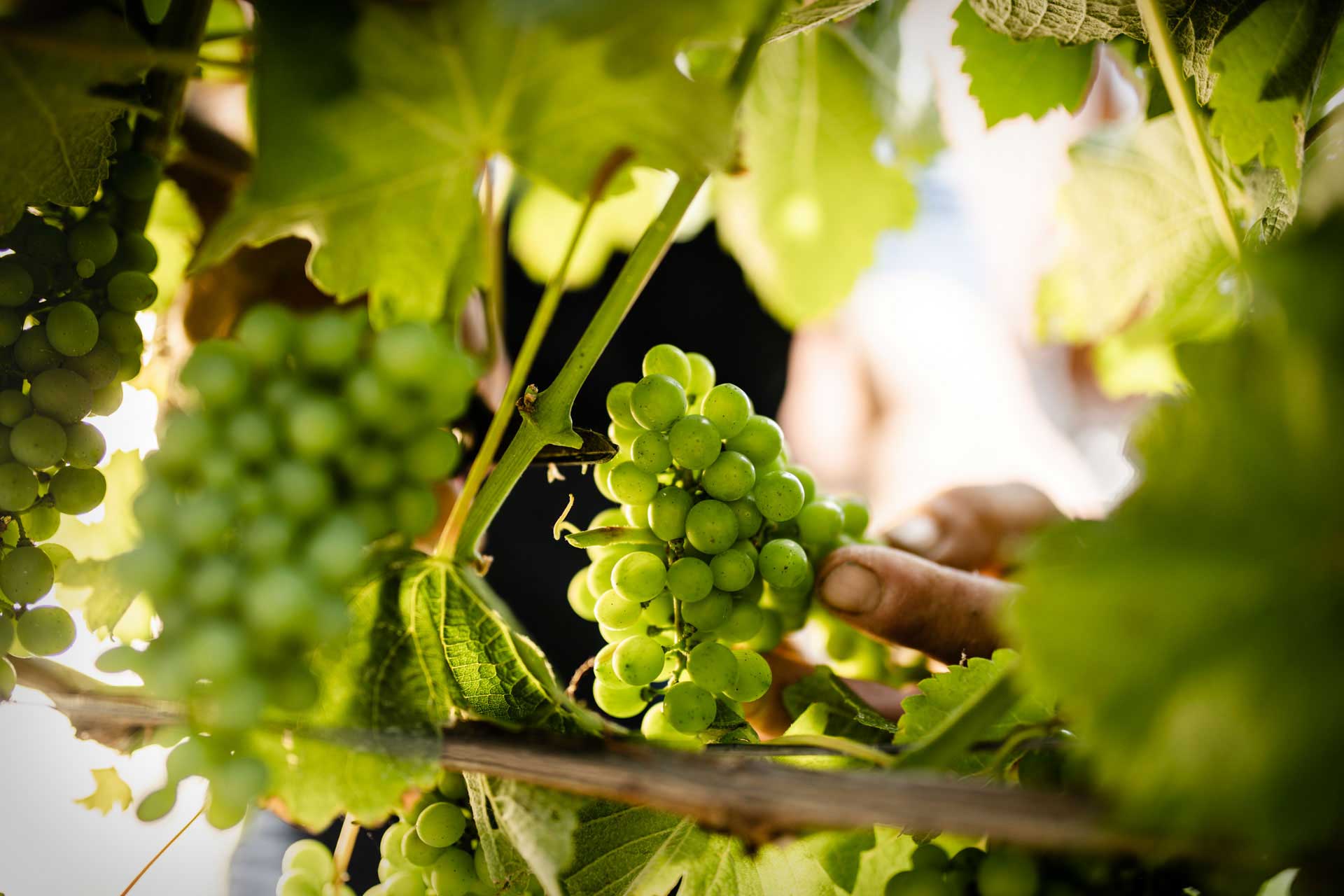 Unser Weingut produziert Weine so naturnah wie möglich.